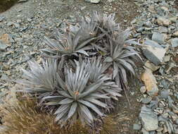 Sivun Celmisia semicordata subsp. stricta kuva