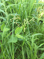 Scirpus pendulus Muhl. resmi