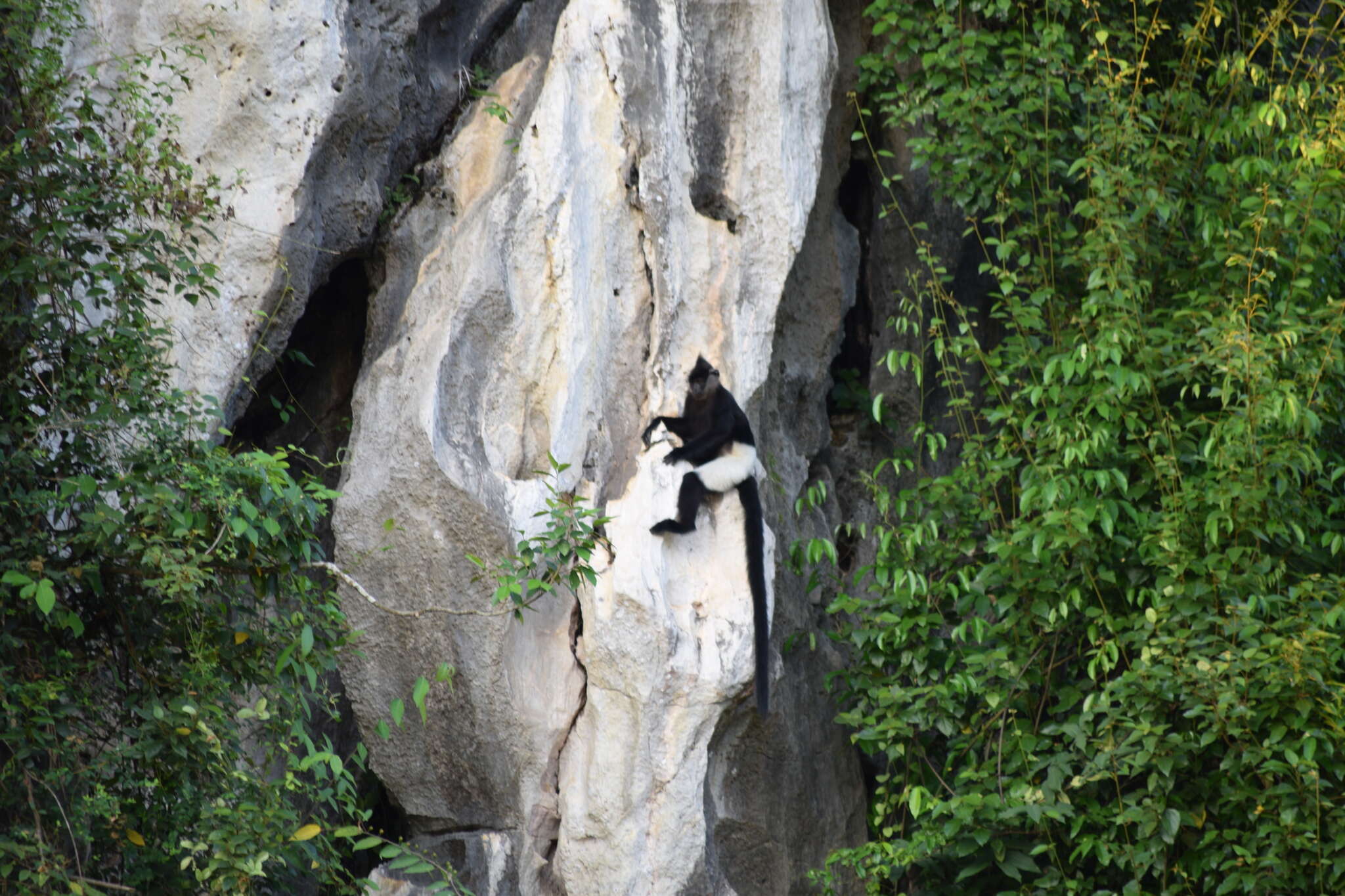 Image of Delacour's Langur