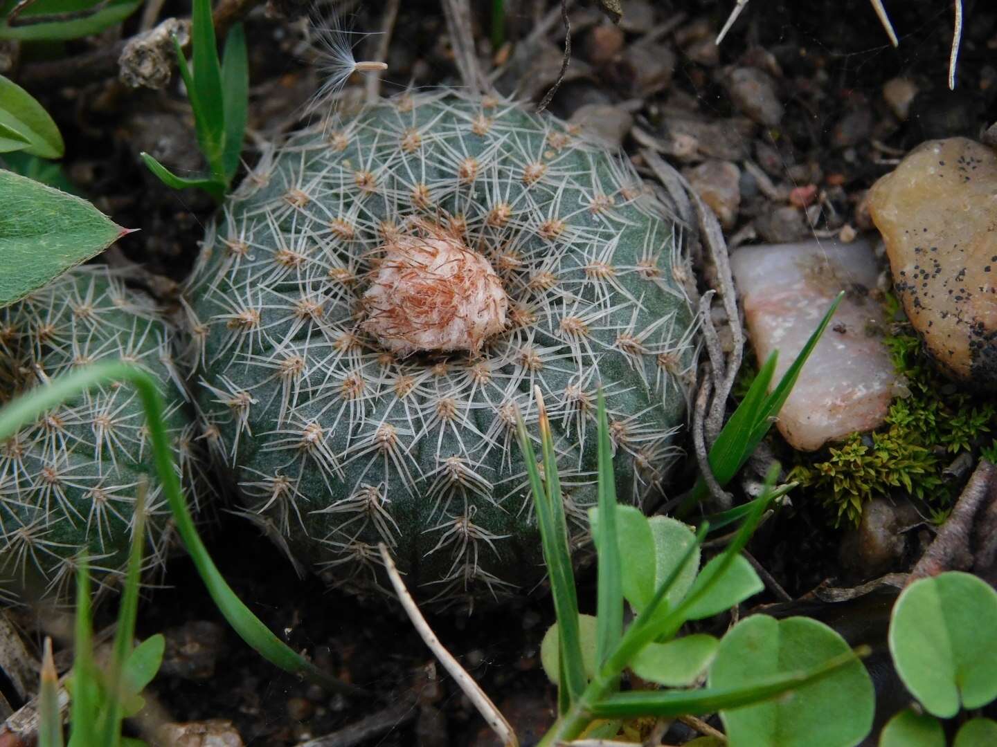 Image of Frailea pygmaea (Speg.) Britton & Rose