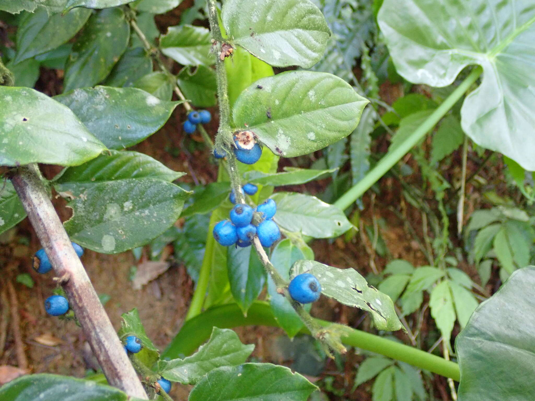 Image of Lasianthus attenuatus var. attenuatus