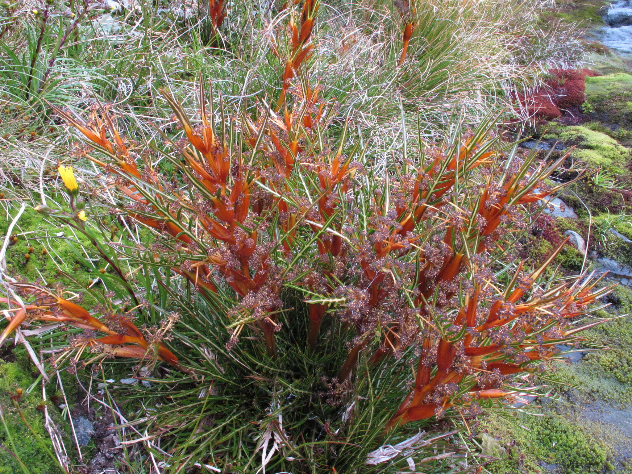 Image of Aciphylla pinnatifida Petrie