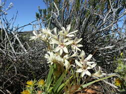 Image of Babiana spathacea (L. fil.) Ker Gawl.