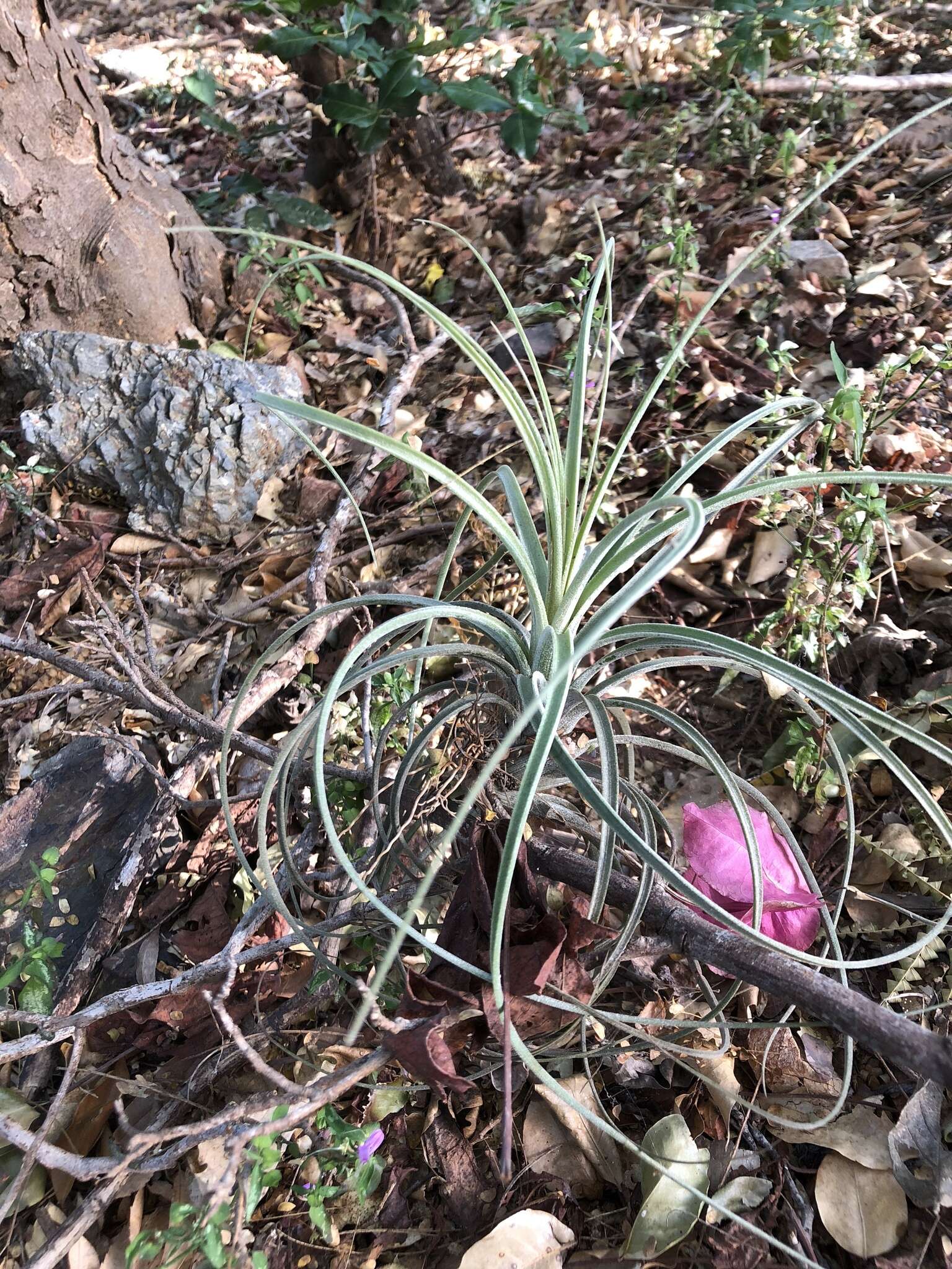 Tillandsia exserta Fernald resmi