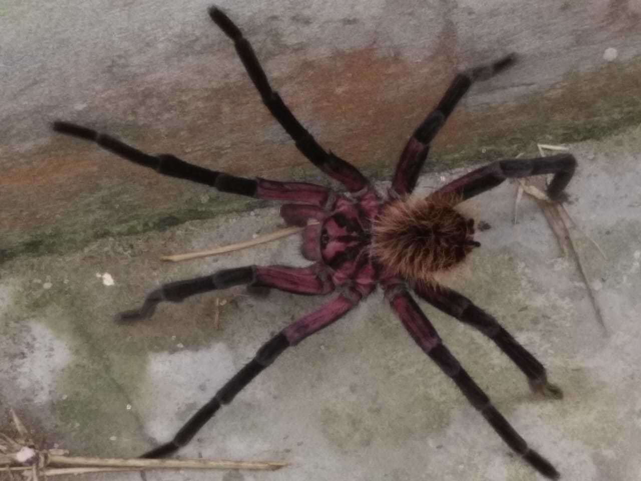 Image of Columbian lesserblack tarantula