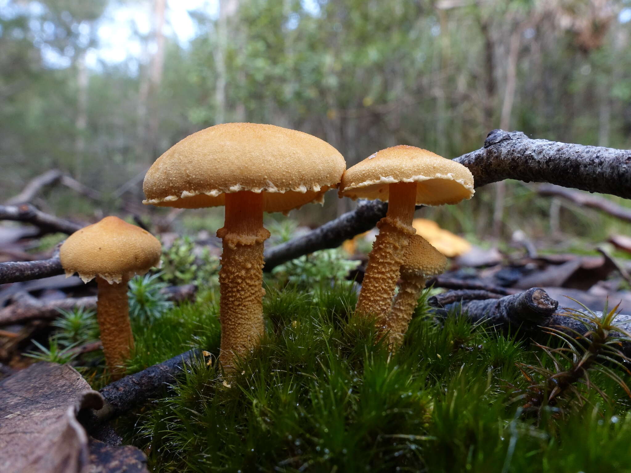 Image of Cystoderma muscicola (Cleland) Grgur. 1997