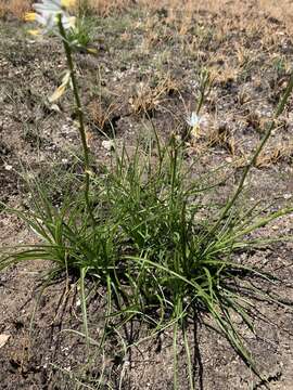 Image of Chlorophytum recurvifolium (Baker) C. Archer & Kativu