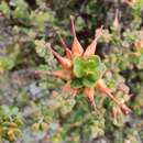 Image of Epacris robusta Benth.