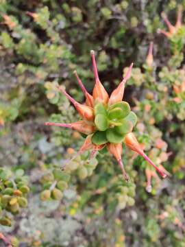 Image of Epacris robusta Benth.