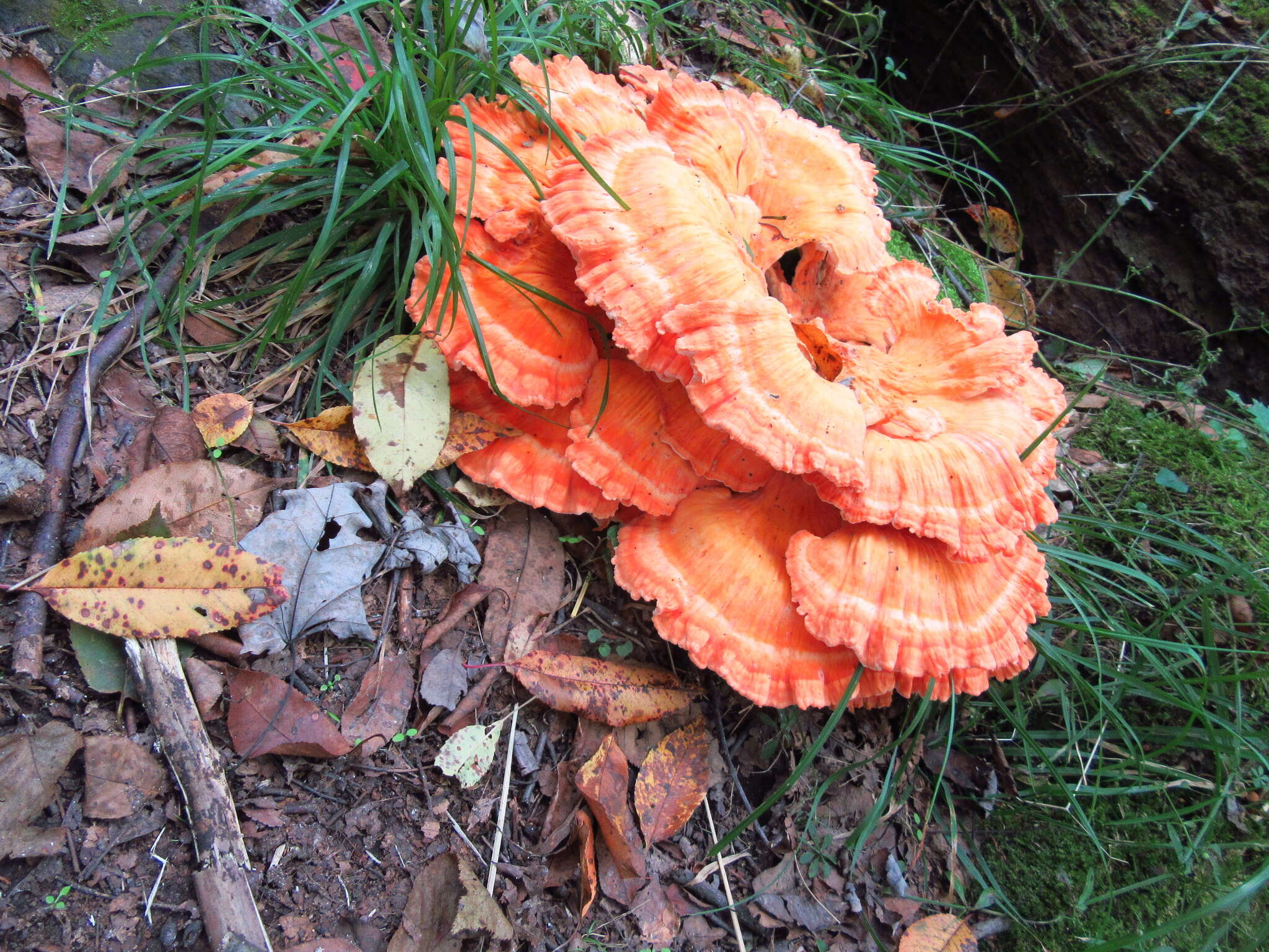 Image of Bracket Fungus