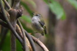 Image of Acanthisitta chloris granti Mathews & Iredale 1913