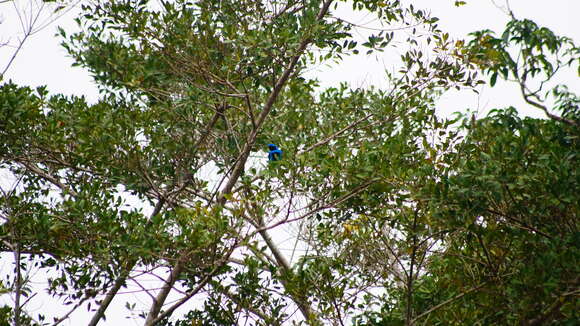 Image of Lovely Cotinga