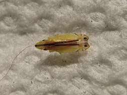 Image of Two-spotted leafhopper