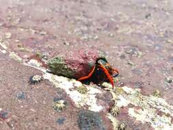 Image of California scarlet hermit crab