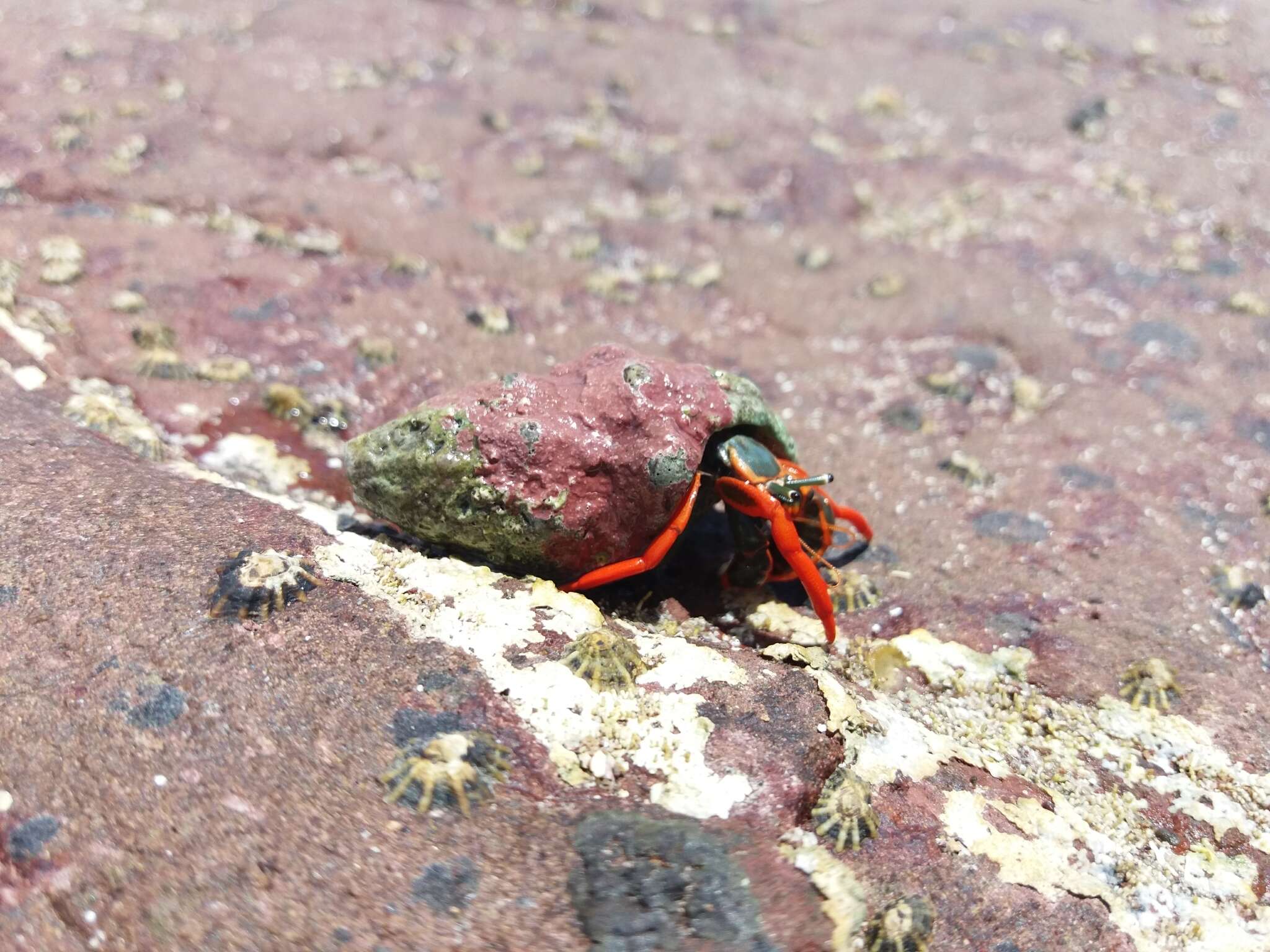 Image of California scarlet hermit crab