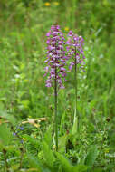 Image de Orchis hybrida (Lindl.) Boenn. ex Rchb.