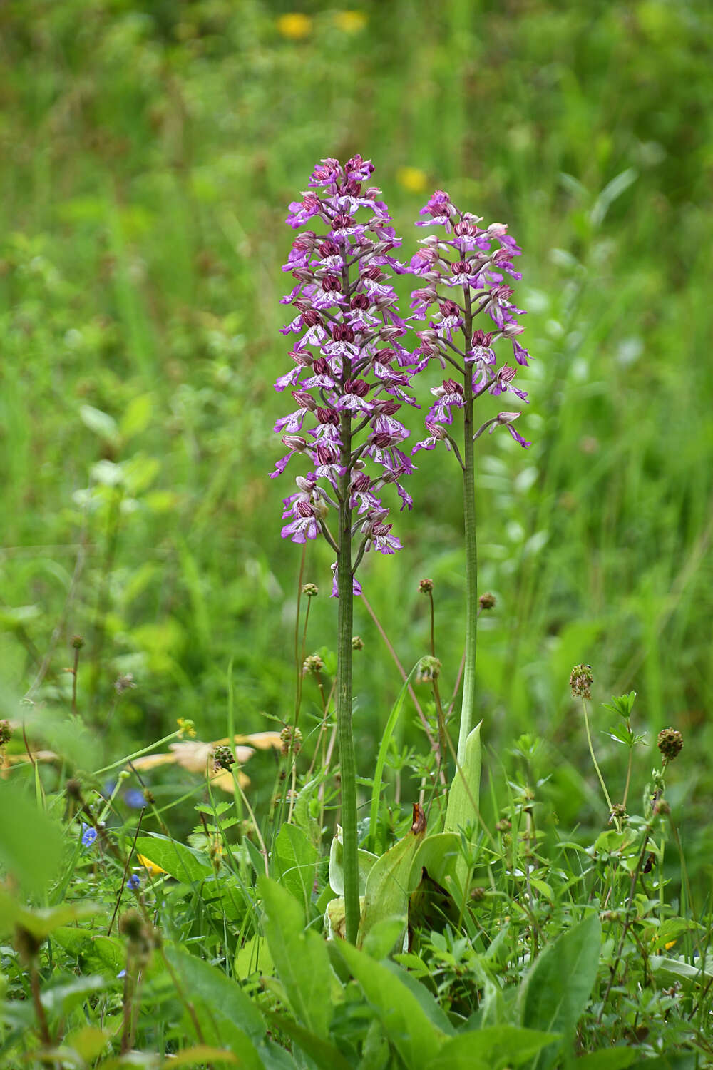 Image de Orchis hybrida (Lindl.) Boenn. ex Rchb.