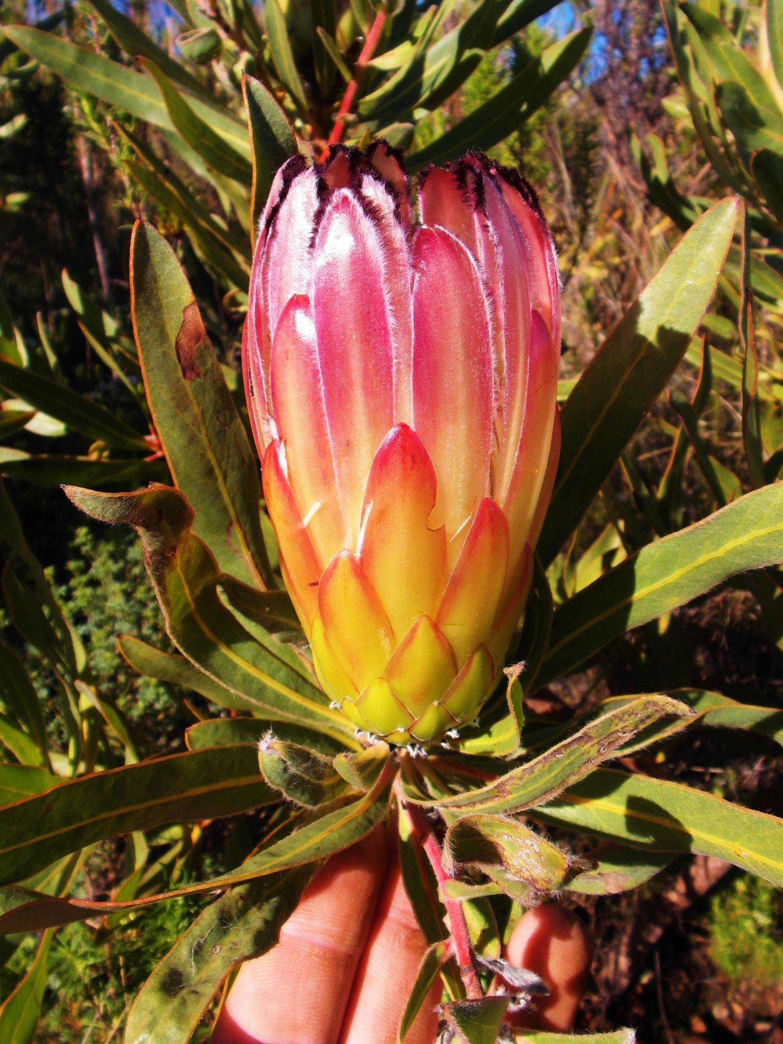 Image de Protea burchellii Stapf