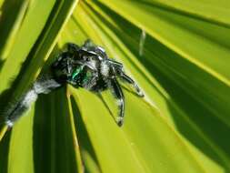 صورة Phidippus regius C. L. Koch 1846