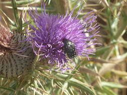 Plancia ëd Cirsium tenoreanum Petr.