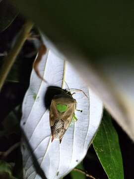 Image of Lyramorpha