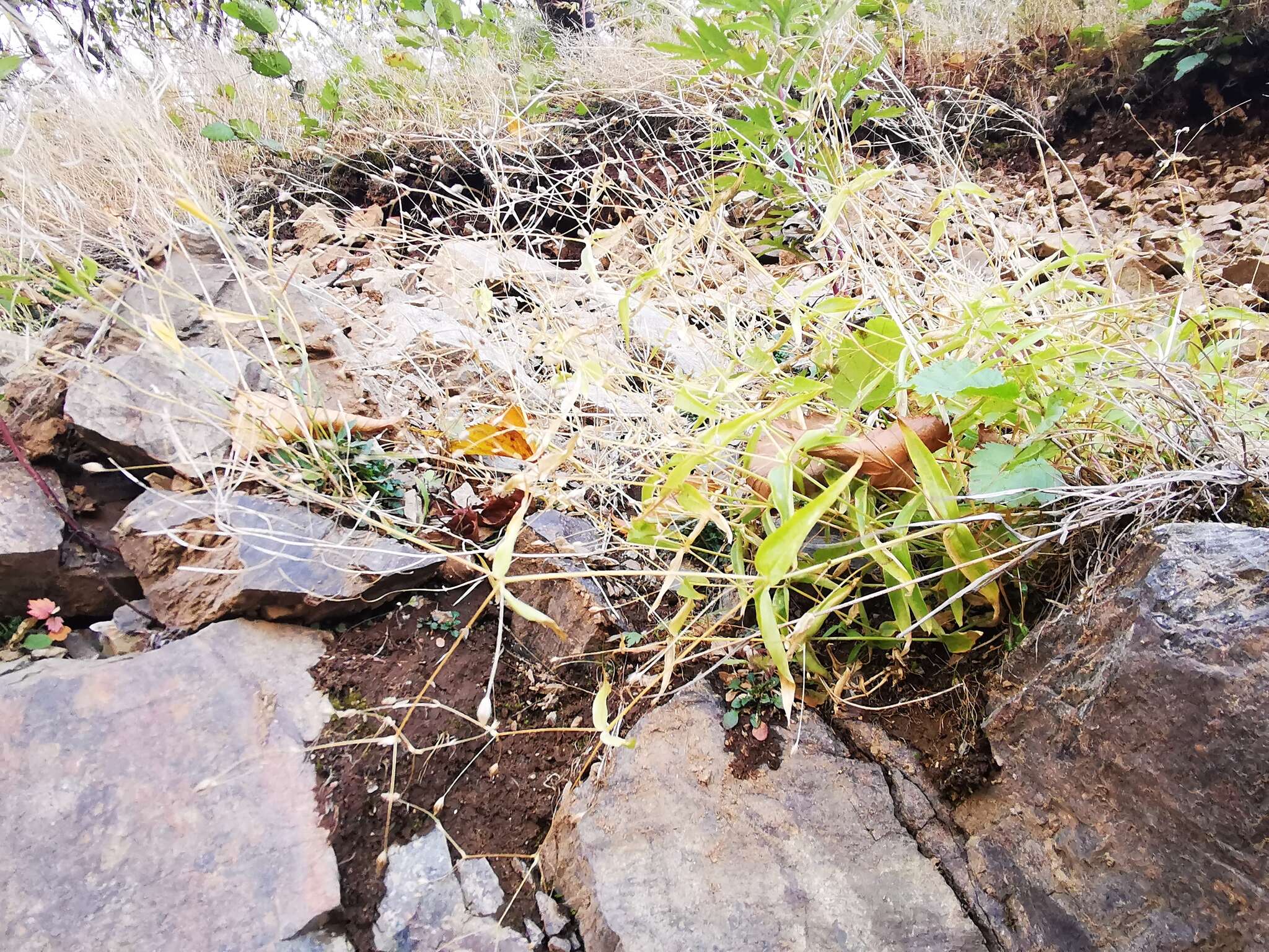 Imagem de Stellaria fenzlii Regel