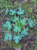 Image of Pacific blacksnakeroot