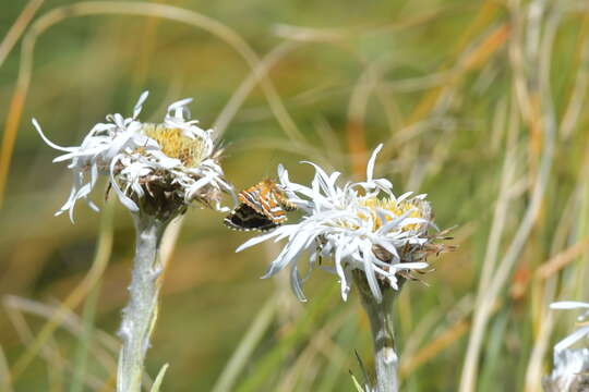 Image of Dasyuris callicrena