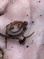 Image of Chamberlain's Dwarf Salamander
