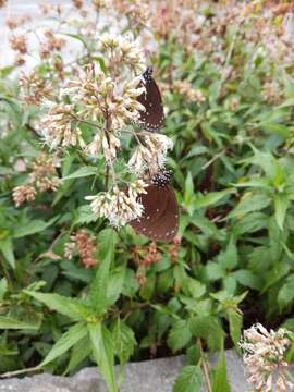 Sivun Euploea tulliolus koxinga Fruhstorfer 1908 kuva