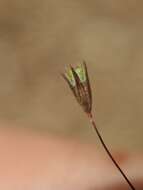 Image of pygmy linanthus