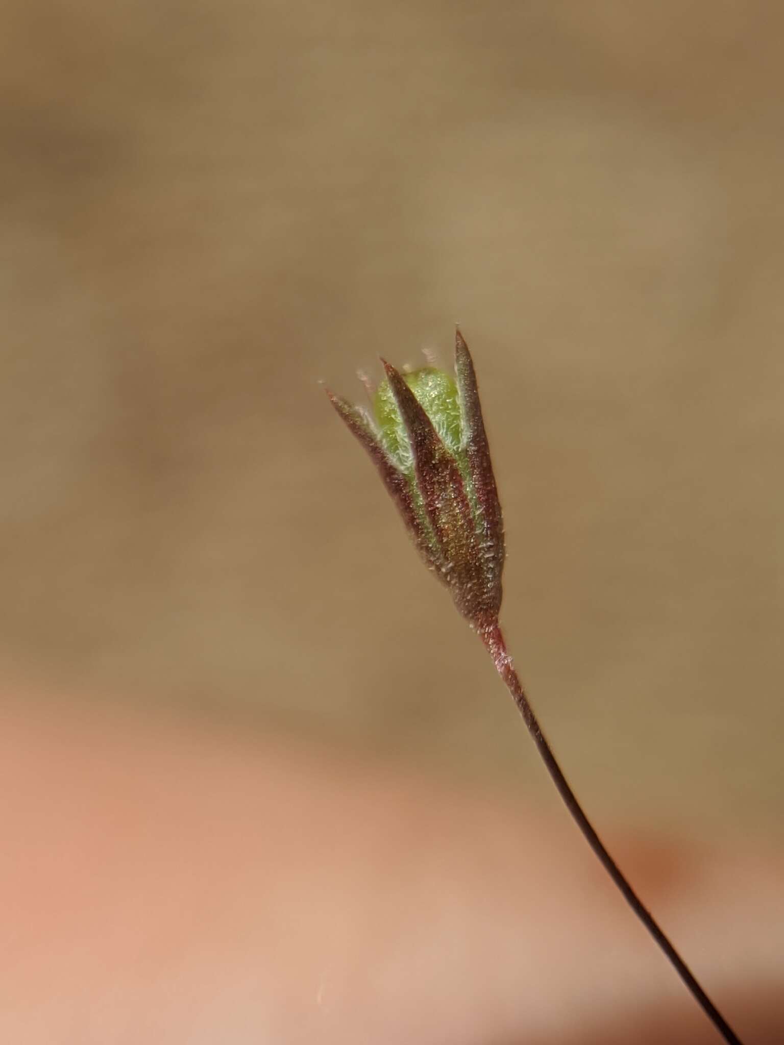 Image of pygmy linanthus