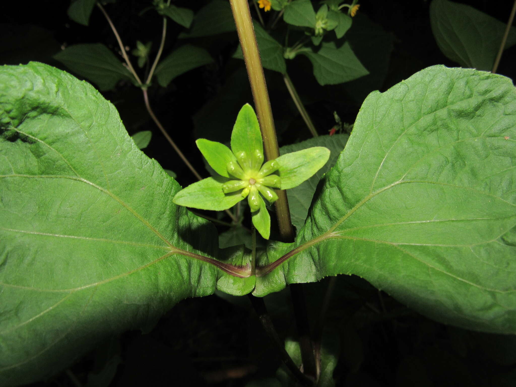 Image of Smallanthus siegesbeckius (DC.) H. Rob.