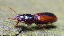 صورة Clivina (Clivina) collaris (Herbst 1784)