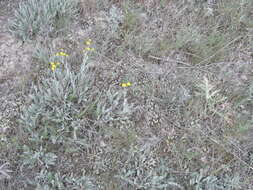 Image of Tanacetum millefolium (L.) Tzvel.