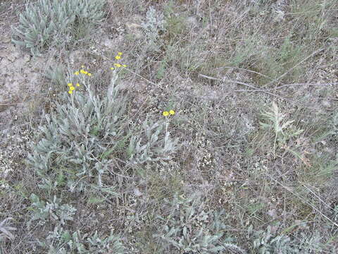 صورة Tanacetum millefolium (L.) Tzvel.