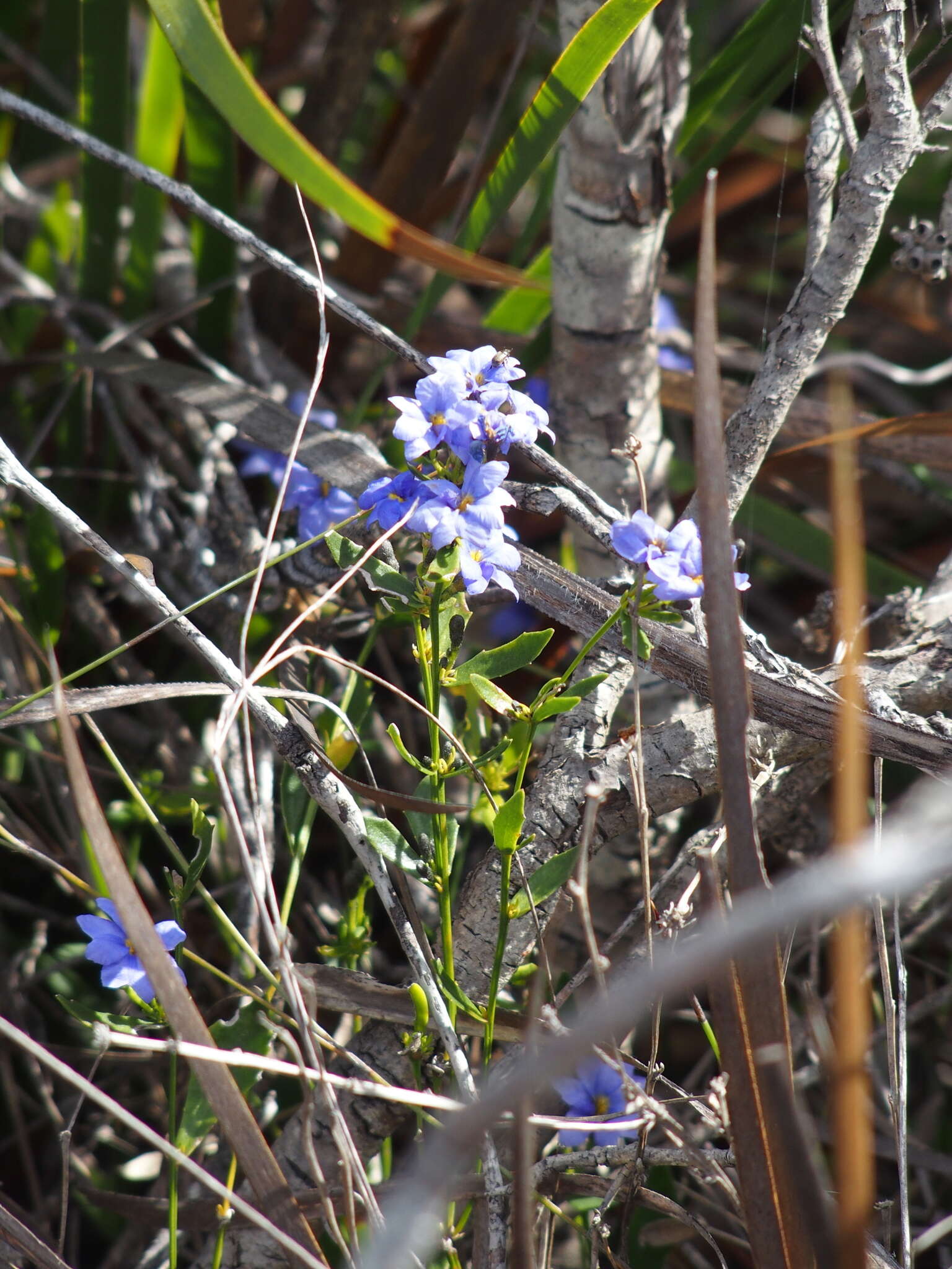 Image of Dampiera linearis R. Br.