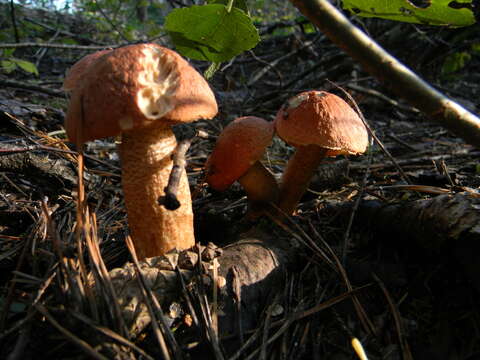 Image of Leccinum vulpinum Watling 1961