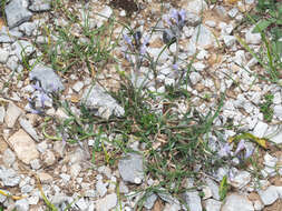 Imagem de Polygala venulosa Sm.