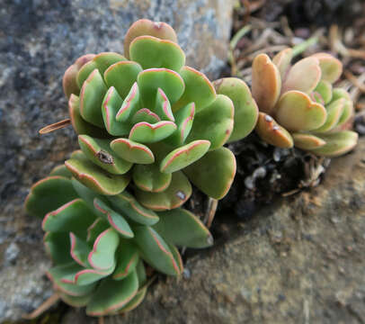 Image of roseflower stonecrop