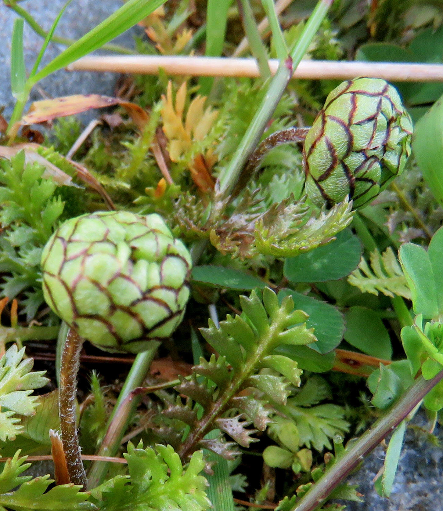 صورة Leptinella squalida subsp. mediana (D. Lloyd) D. G. Lloyd & C. J. Webb