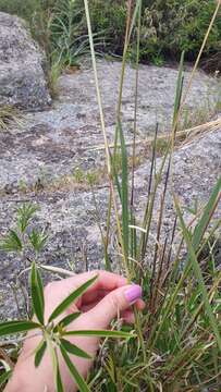 Image of Sorghastrum pellitum (Hack.) Parodi