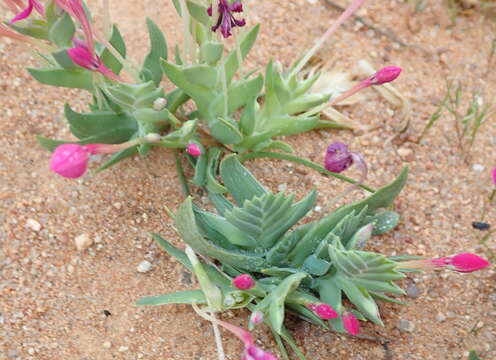 Image of Lapeirousia silenoides (Jacq.) Ker Gawl.