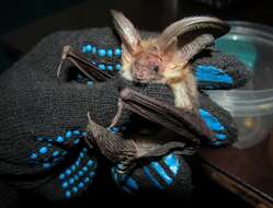 Image of Ognev’s Long-eared Bat