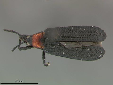 Image of <i><i>Xenochalepus</i></i> (Xenochalepus) <i>robiniae</i> Butte 1968