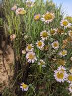 Image of Blochman's erigeron