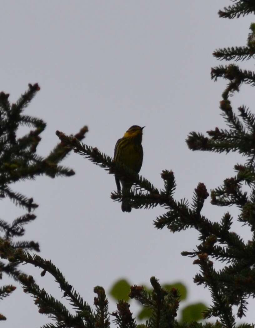 Image of Cape May Warbler