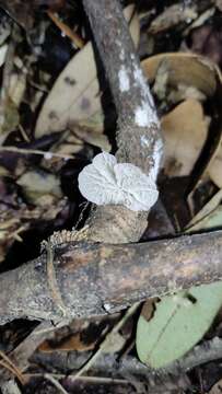 Image of Tetrapyrgos alba (Berk. & M. A. Curtis) E. Horak 1987