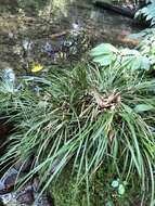 Image of Dwarf Sedge