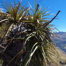 Image of Puya stipitata L. B. Sm.